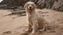 Ile razy dziennie karmić golden retrievera, by uniknąć problemów zdrowotnych?