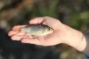 Mały karaś w dłoni, idealna przynęta na większego karasia.