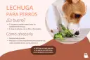Un perro come lechuga fresca. Sí, los perros pueden comer lechuga, es baja en calorías y rica en fibra.