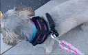 Szelki czy obroża dla Shih Tzu - co zapewni bezpieczeństwo i komfort?