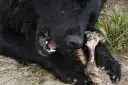 Perro negro masticando un hueso con carne. Los huesos se deshacen en el estómago de los perros, un festín natural.