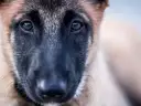 Ojos tristes de un perro maltratado, reflejando la esperanza de cómo quitar el miedo a un perro maltratado con paciencia y amor.