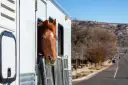 Ile kosztuje wyrobienie paszportu dla konia? Zobacz, co wpływa na cenę