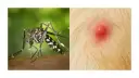 Mosquito listo para picar a un perro. La imagen muestra un mosquito y una picadura roja e inflamada en la piel de un perro.