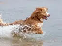 Un alegre retriever de nueva escocia salta a través del agua, creando una gran salpicadura.