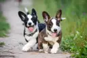 Dos cachorros corgi perro corren alegres por un camino de tierra, con sus lenguas afuera y orejas puntiagudas.