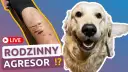 Czy golden retriever niszczy? Jak uniknąć zniszczeń w domu