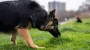 Pastor alemán olfateando la hierba, quizás buscando una respuesta a por qué los perros comen hierba.
