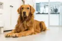 Czy golden retriever jest agresywny? Fakty, które zaskoczą każdego