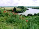 Łąka pełna maków nad zakręconą rzeką, jak z legendy o Janie i Cecylii.