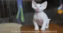 Devon Rex opinię: co powinieneś wiedzieć przed zakupem kota?