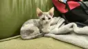 Mały kotek rasy Devon Rex o szaro-białym umaszczeniu siedzi na zielonej kanapie obok koca.