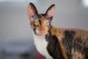 Czy Devon Rex uczula? Sprawdź, czy to kot dla alergików