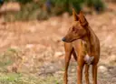 Un podenco maneto de pelaje rojizo, con orejas puntiagudas y atentas, mira hacia la derecha en un campo seco.