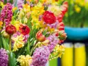 Kolorowe bukiety wiosenne: czerwone tulipany, żółte narcyzy i różowe hiacynty tworzą radosną kompozycję.