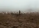 Pasterz z psem wśród stada owiec w gęstej mgle. Scena jak z dawnych opowieści, gdzie nawet herezja mogła się ukryć w takich oparach.