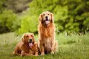 Ile trwa cieczka u golden retrievera? Oto co musisz wiedzieć