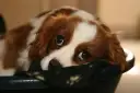 Un tierno cachorro llora por la noche, con sus grandes ojos tristes mirando desde su cama.