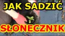 Jak sadzić słonecznik: kluczowe błędy do uniknięcia i najlepsze praktyki