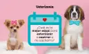 Un chihuahua con lazo rosa y un San Bernardo con pajarita azul preguntan: ¿cuál es la mejor edad para esterilizar o castrar a mi cachorro?