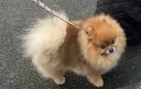 Czy pomeranian gubi sierść? Odkryj powody i sposoby pielęgnacji