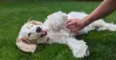 Un perro blanco y esponjoso se revuelca feliz en la hierba mientras una mano le hace cosquillas en la barriga. ¡Los perros tienen cosquillas y este lo demuestra!