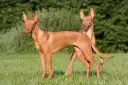 Dos perros de tipos de podenco, de pelaje rojizo y orejas grandes, posan en un prado verde.