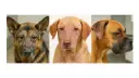 Tres perros con leishmaniasis en orejas y cara. Un pastor alemán, un perro color arena y un bóxer muestran lesiones cutáneas.