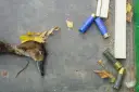 Kiedy jest sezon na kaczki? Poznaj daty i przepisy łowieckie