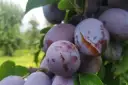 Kiedy sezon na śliwki węgierki? Sprawdź, aby nie przegapić!