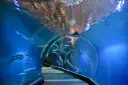 Podwodny tunel w największym zoo w Polsce. Ryby pływają wokół, a nad głową widać odbicia świateł.