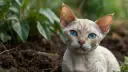 Jak wyjątkowa jest sierść Devon Rex? Poznaj jej cechy i pielęgnację