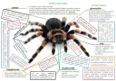 Ćwiczenia tułowia w krzyżówce: Szybkie odpowiedzi i synonimy