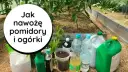 Jaki nawóz do szklarni - wybierz najlepsze nawozy dla zdrowych roślin