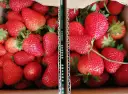Kiedy jest sezon na truskawki? Sprawdź, kiedy je kupić w Polsce