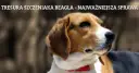 Jak wytresować beagle i uniknąć najczęstszych błędów w szkoleniu