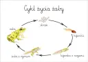 Ilustracja przedstawia cykl rozwojowy żaby: skrzek, kijanka, kijanka z nogami, żaba z ogonem i dorosła żaba.