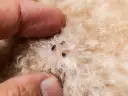 Dedos separan el pelaje de un perro beige, revelando varias pulgas. ¡Mi perro tiene pulgas y duerme conmigo!