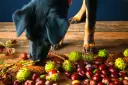Un perro negro olfatea castañas y hojas secas sobre una mesa de madera. Los perros pueden comer castañas, pero con precaución.