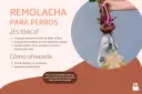 Un perro curioso intenta morder una remolacha fresca. Los perros pueden comer remolacha, pero con moderación.