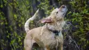 Un perro mojado se sacude vigorosamente, salpicando agua por todas partes. Es un momento divertido que explica porque se sacuden los perros.