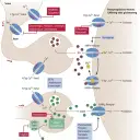 Epilepsie Medikamente: Wirksamkeit, Nebenwirkungen und Behandlungsmöglichkeiten