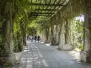 Spacer po Pergoli w Ogrodzie Botanicznym we Wrocławiu. Idealne miejsce na darmowe atrakcje Wrocław, gdzie można poczuć bliskość natury.