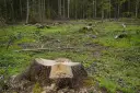 Kupa świeżo ściętych pni drzew w lesie, z widocznymi śladami wycinki.