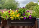 Kolorowe, niewymagające kwiaty na balkon: żółte, fioletowe i białe petunie oraz fioletowe astry tworzą radosną kompozycję.