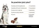 Ile karmy dla psa? Tabela podpowiada, jak karmić szczenięta i dorosłe psy różnych ras, a także chore.