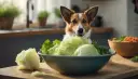 Czy pies może jeść kapustę? Bezpieczne metody i zdrowe korzyści