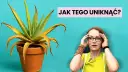 Jak sadzić aloes w doniczce, aby uniknąć najczęstszych błędów