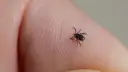 Kleszcze w Chorwacji: Czy Twój urlop jest bezpieczny?