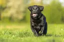 Radosny czarny labrador, suka, biegnie przez zieloną trawę, z językiem na wierzchu, w słoneczny dzień.